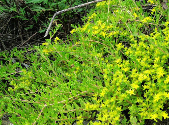 农村的这种"石头菜",一天卖1000多斤,村民靠他买了小洋房