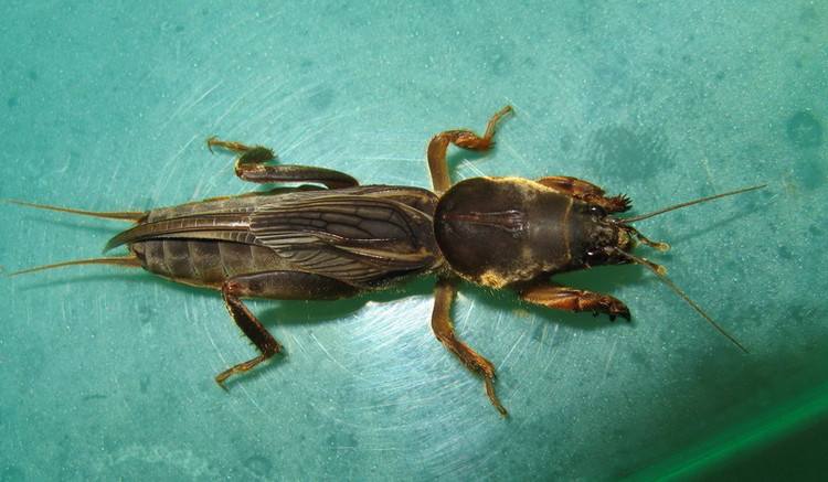 俗称拉拉蛄,土狗子等,不全变态,属于直翅目蝼蛄科,主要类型有华北蝼蛄