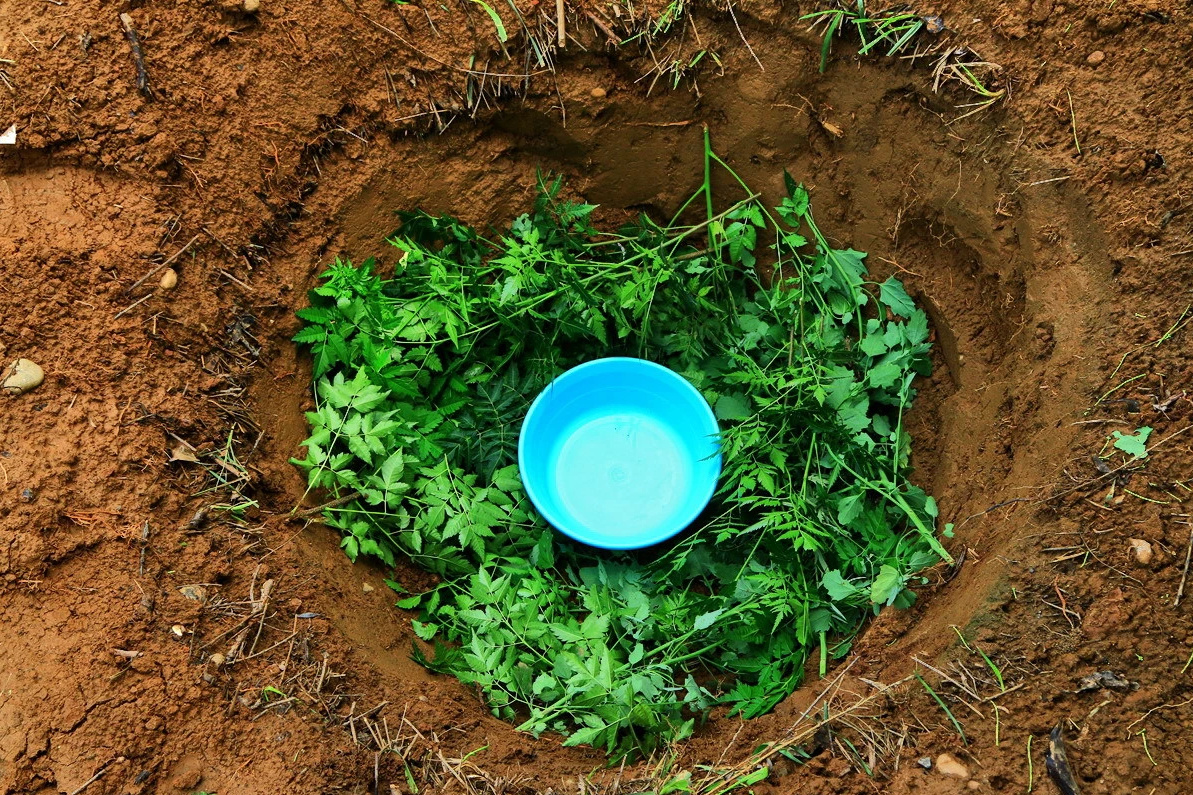 野外生存中找不到河流小溪地下水?收集露水才是终极绝招!