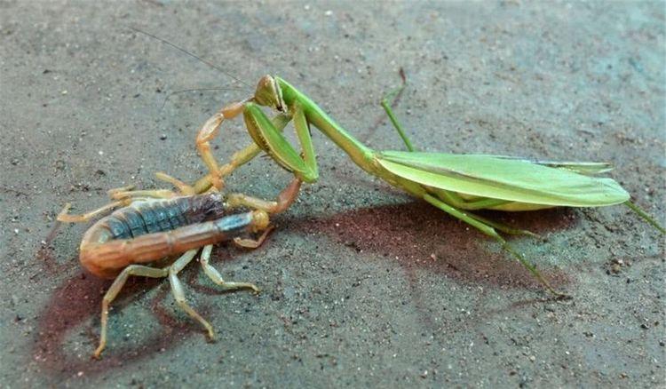 实拍螳螂与蝎子大战螳螂一招不慎竟被毒蝎刺中身亡