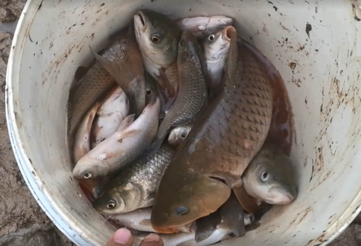 来到一个野塘,看有村民在抓漏网之鱼,没想到还能抓到这些大家伙