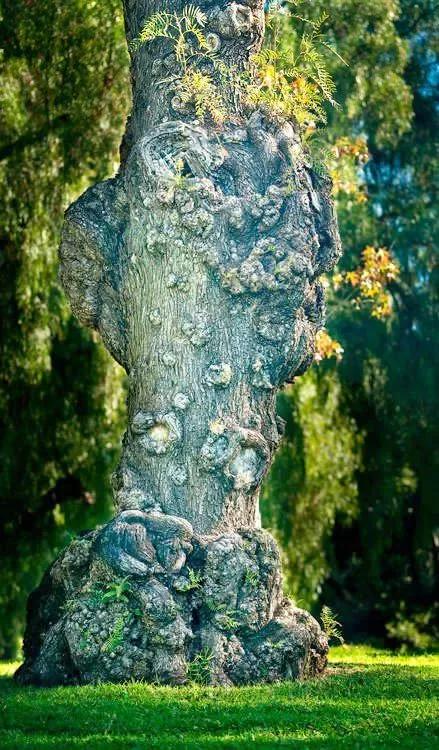 这么神奇的树你都见过吗?