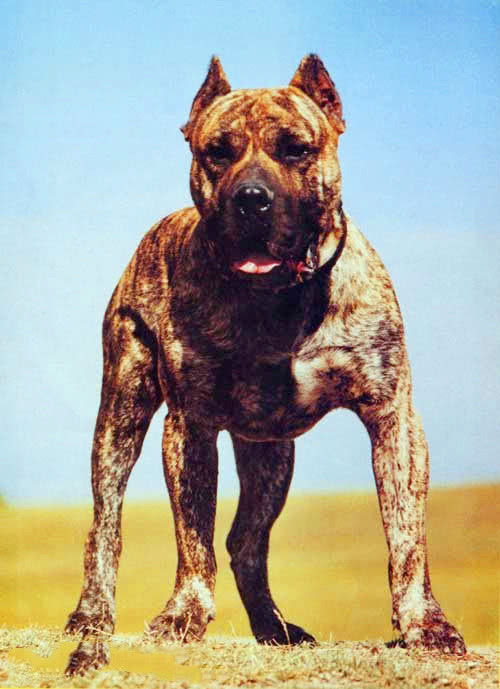 哥伦比亚烈性犬图片