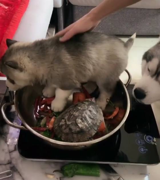 主人把小哈士奇炖了,大料都准备好了,后面的狗妈妈亮了