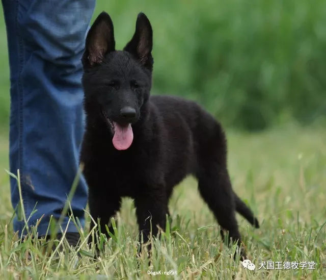 黑色精灵,纯黑ddr小美女 二个月多摄影
