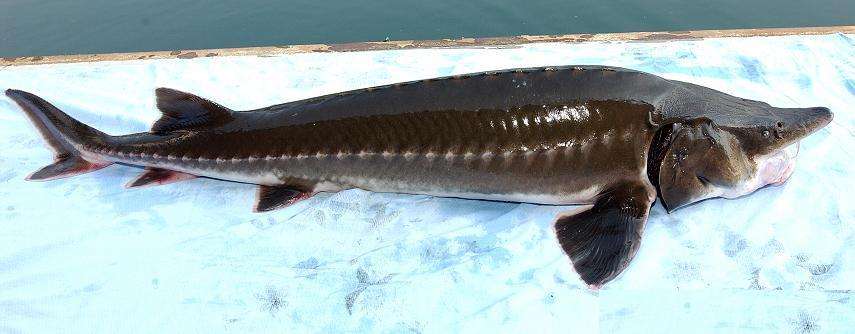 全球最大淡水鱼,最重可达2000斤,黑龙江独有,不是巨骨舌鱼