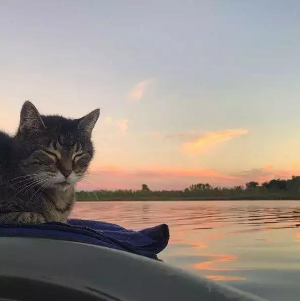 猫划皮划艇头像图片