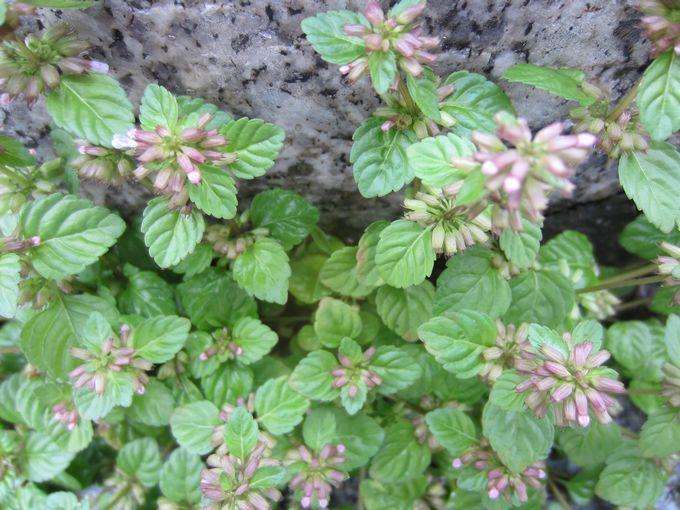 农村这种野草, 名为断血流, 原来又治疗感冒的作用|野草|农村|植物