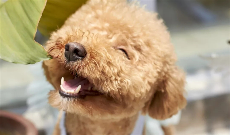 在它伸舌头舔食物的瞬间,可以抓拍到笑脸哦~总而言之,无论狗狗是不是