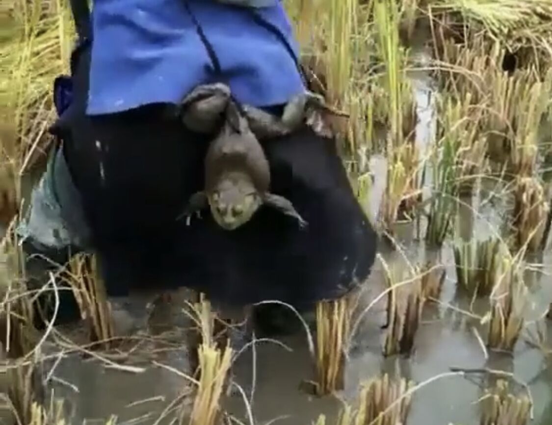 农民收割稻子抓了一只大牛蛙背在背上村民运气真好