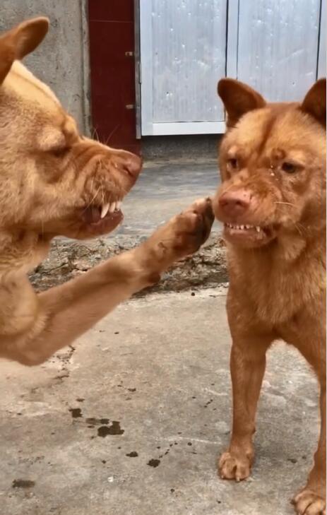 两只中华田园犬大黄和小黄战争斗智斗勇文雅而不失趣味