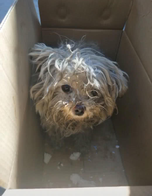 捡回脏兮兮的流浪狗,一顿收拾后,再看狗的模样,老公直言太漂亮