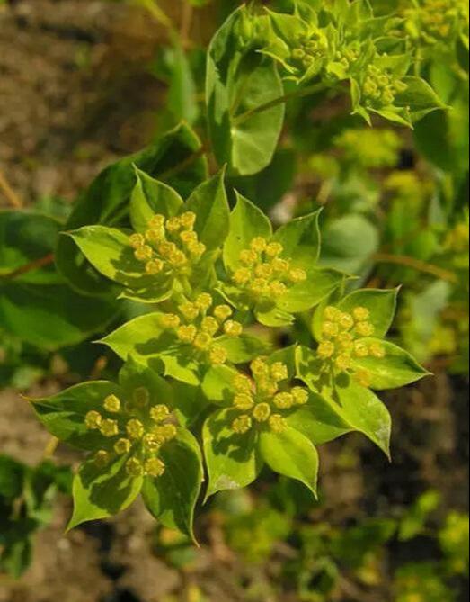 农民口中的"叶上黄金",过去遇到都不敢碰,没想到它这么珍贵