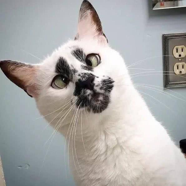 男子晒出自家"丑猫",天生一双斗鸡眼,网友:丑到忍不住笑喷了