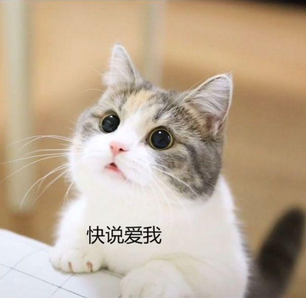 表情包:可爱猫咪撒娇表情包
