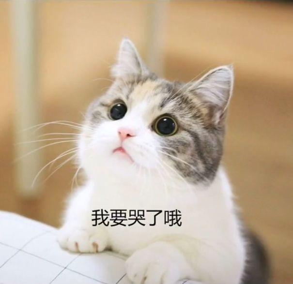 表情包:可爱猫咪撒娇表情包