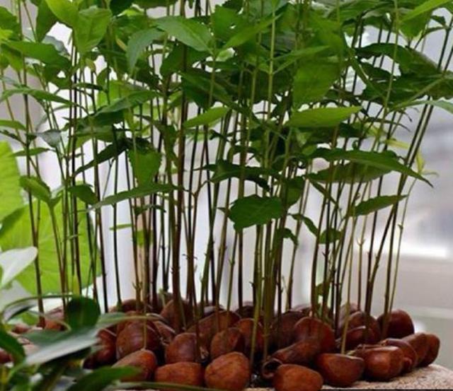 板栗扔水里,不久后有"惊喜",轻松变成"盆栽",好看还好吃