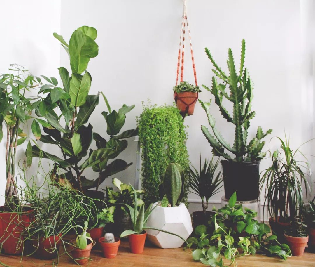 6种可以养在家里阴凉处的植物给一点点散射光就能开花