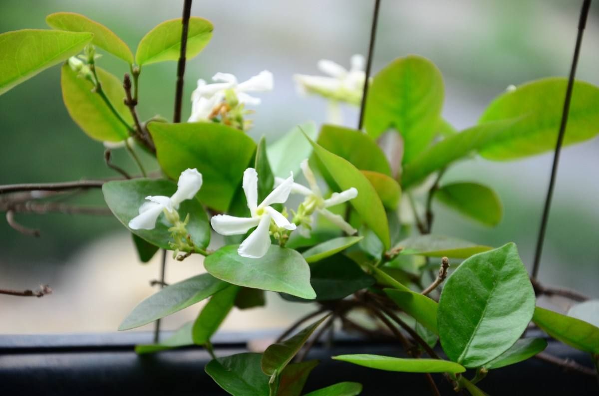 很难被养死的绿植,放到办公桌上养护,不需要经常打理!