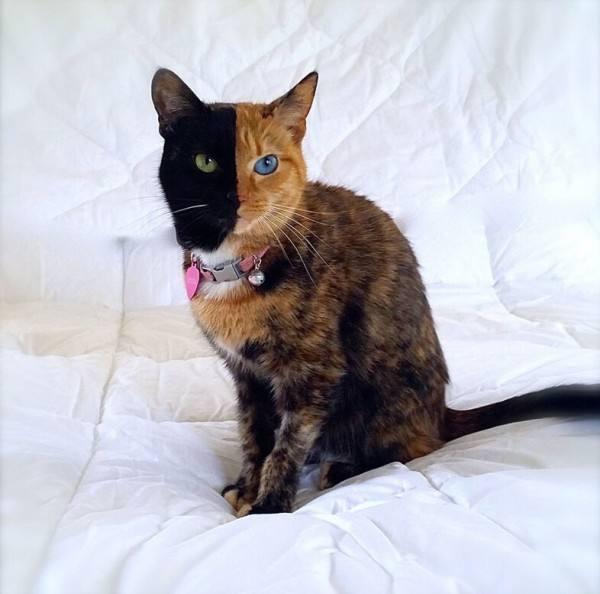 小奶猫天生鸳鸯脸小时候一窝最丑却越长越漂亮