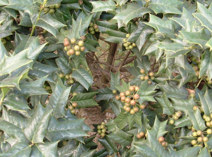 农村一种全身是刺的植物,农民看到就砍掉,殊不知是跌打扭伤良药