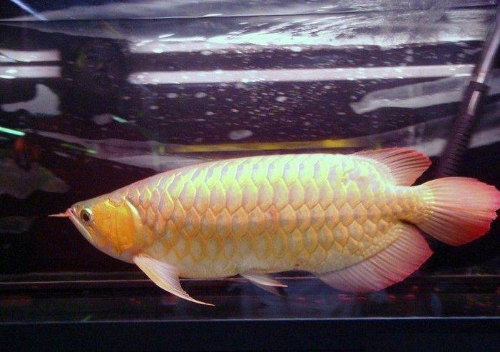 31万元一条的白金龙鱼, 当地人居然拿它当桌上美食!