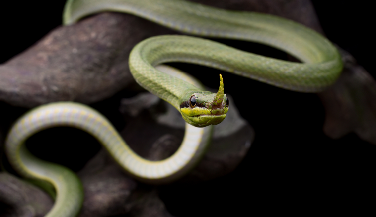 老汉干农活被独角蛇咬了几口回到家后老汉感谢蛇的救命之恩