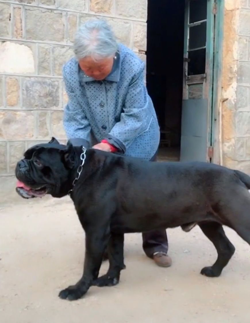 奶奶用啤酒瓶给大黑狗喂奶,猛犬瞬间变娇憨,黑狗:我还是个宝宝