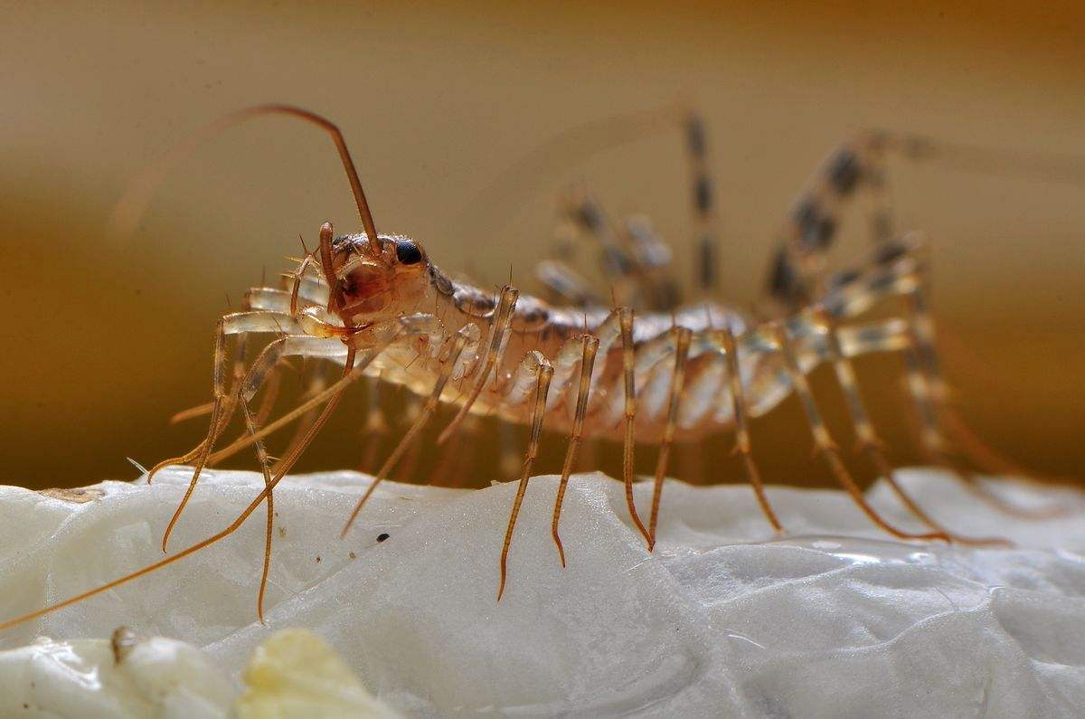 这种常见的小动物在山东农村叫草鞋底它是益虫还是害虫呢