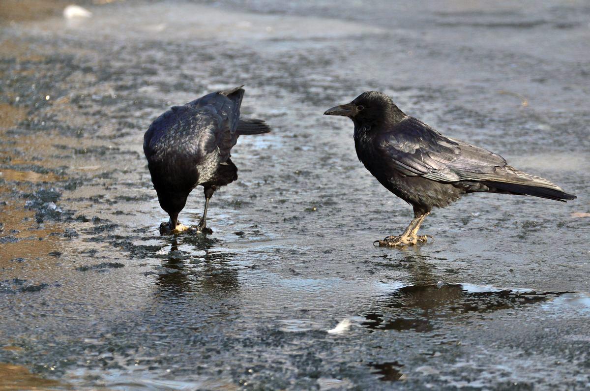 到晚上就乌鸦成群, 曾是公主墓地|商业区|乌鸦|公主坟_新浪网