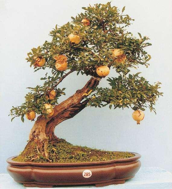 吃过枣的都想来一盆,如何在家养一盆枣树盆景?其中有不少门道!