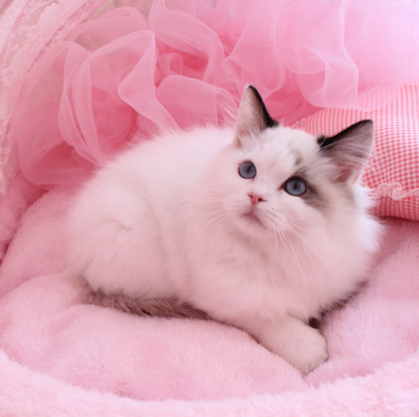 布偶猫虽好,可是这三个"缺点"却不容忽视,贵是第一