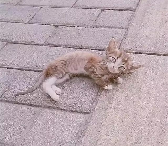 流浪小奶猫虚弱的躺在地上眼看就不行了被路过的好心人救活