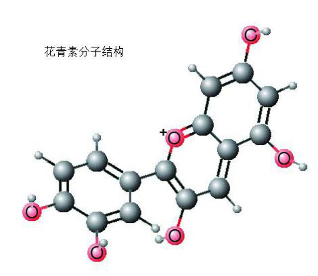 别再以为茶多酚就是酚了,来看看专家怎么说!|儿茶酚|茶多酚|没食子_新浪新闻