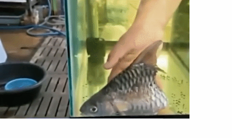 为什么鱼剩一半身子还能活半年?网友:鱼坚强!