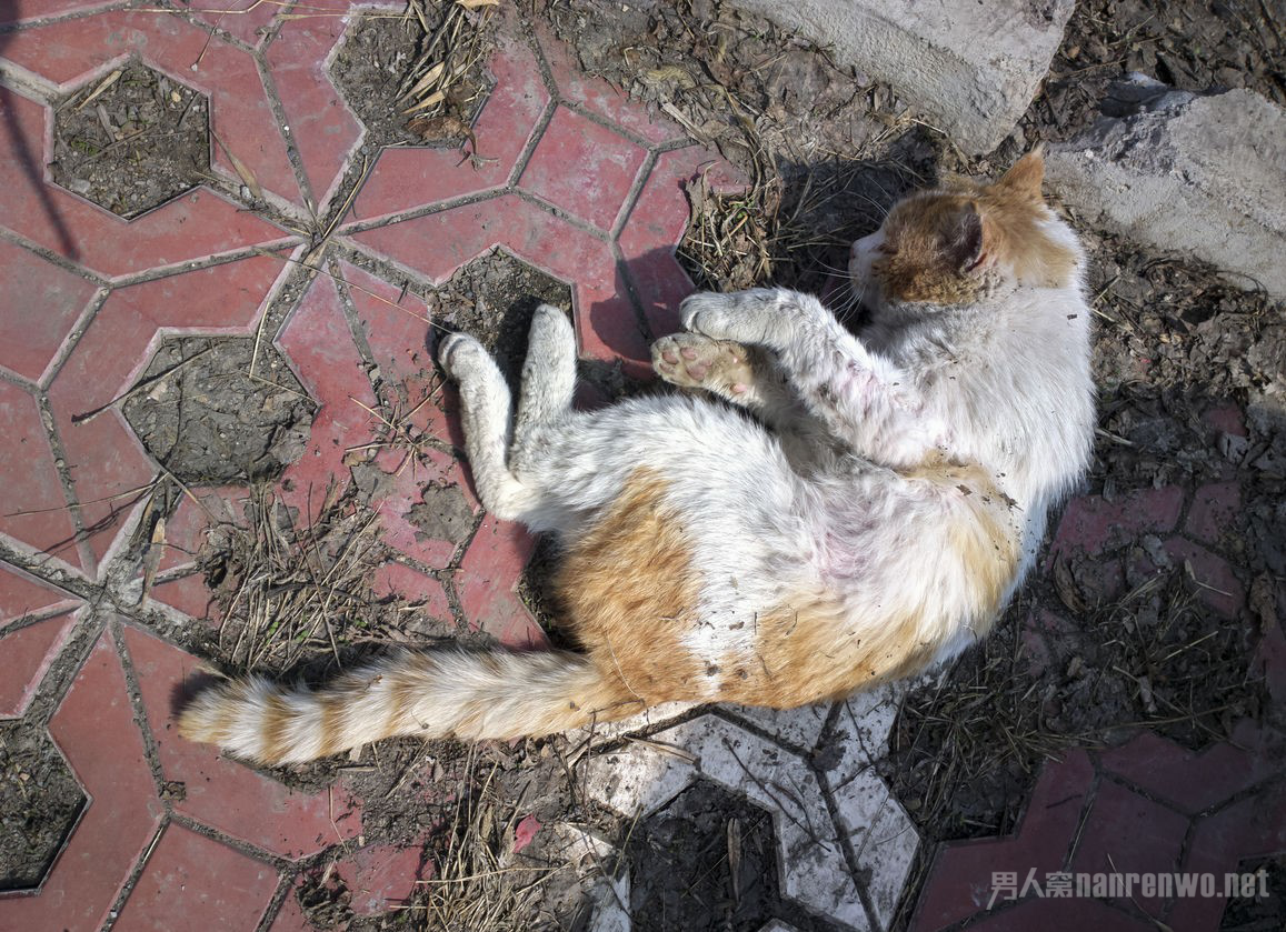 残忍!大一新生杀流浪猫 为什么学校可以带杀伤性物品?