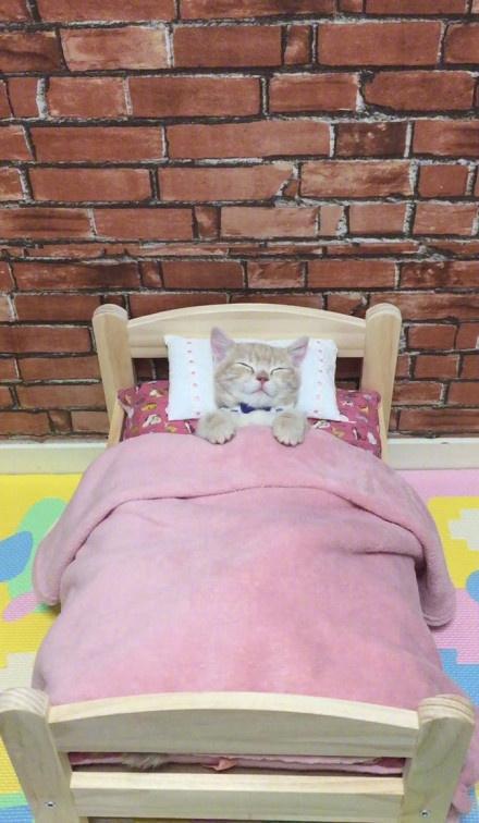 小橘猫乖乖地睡在铲屎官买的小床上,盖着被子的样子太可爱了