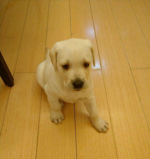 2000买的拉布拉多犬,3个月后,耳朵竖上天了,内心百感交集!