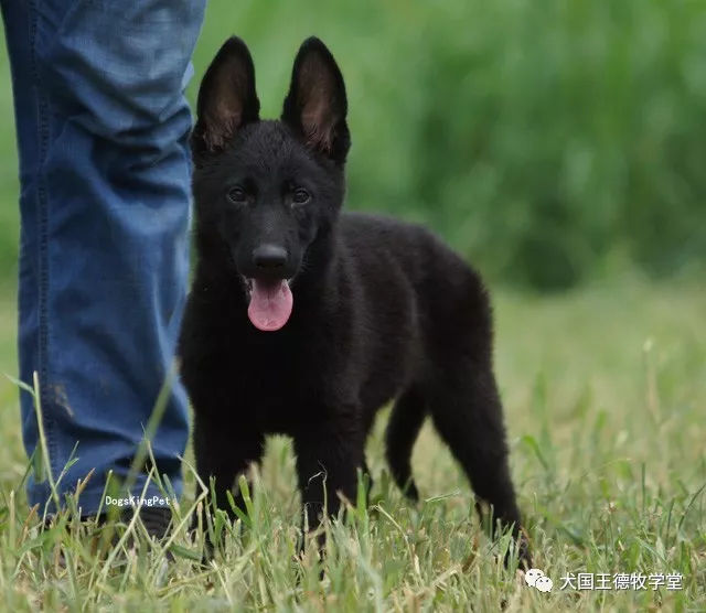 黑色精灵,纯黑ddr小美女 二个月多摄影