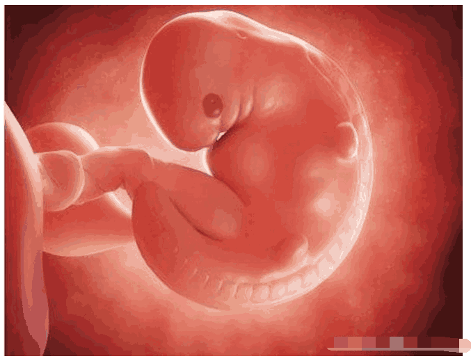 胎心胎芽是什么时候出现的胎心胎芽出现时间