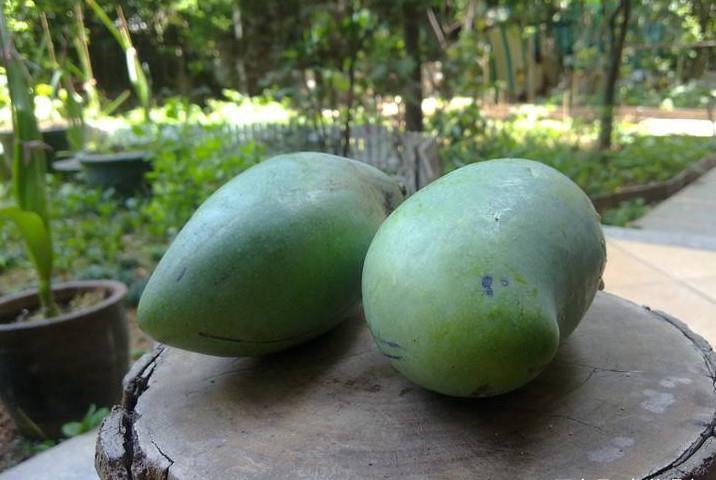 青色的橘子,很酸,但是还是很好吃,对于晕车的 推荐带上防晕车,效果