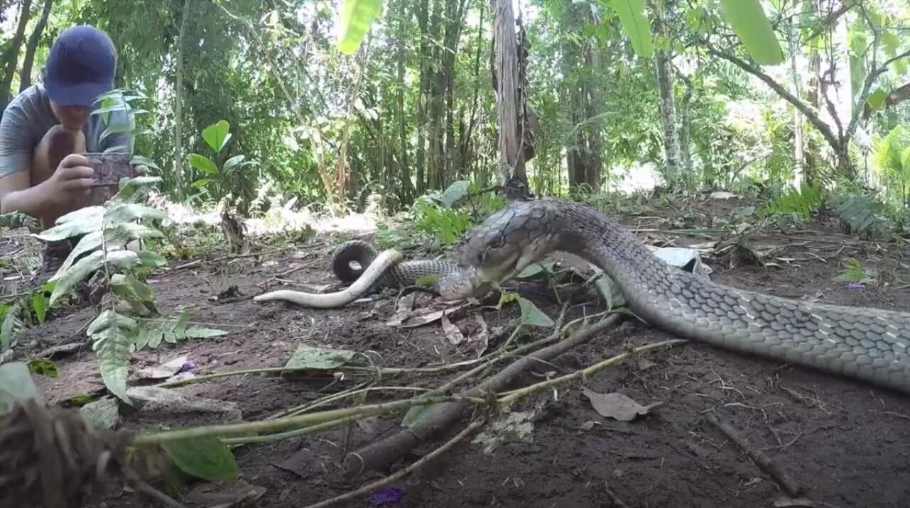两毒相遇必有一伤眼镜王蛇大战眼镜蛇强中自有强中手