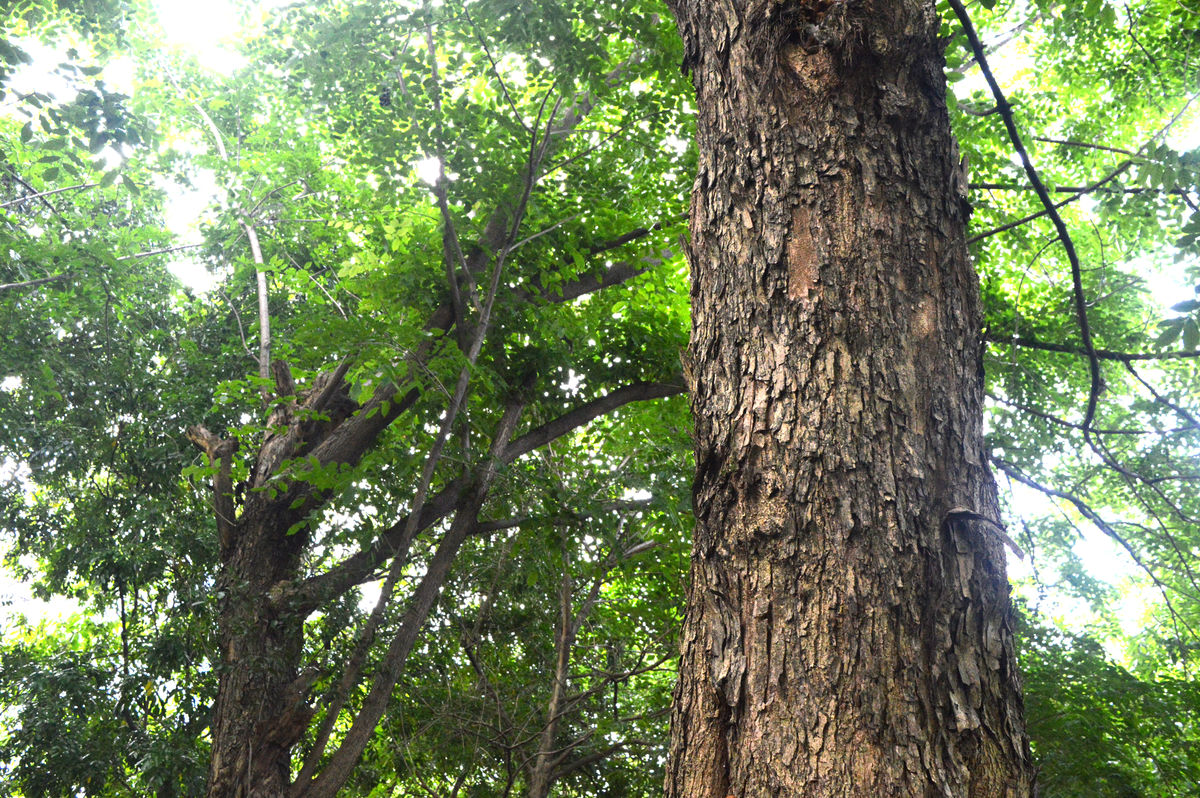 我国最贵的树,有"鬼脸",过去农民砍了烧锅炉,如今一斤4500元