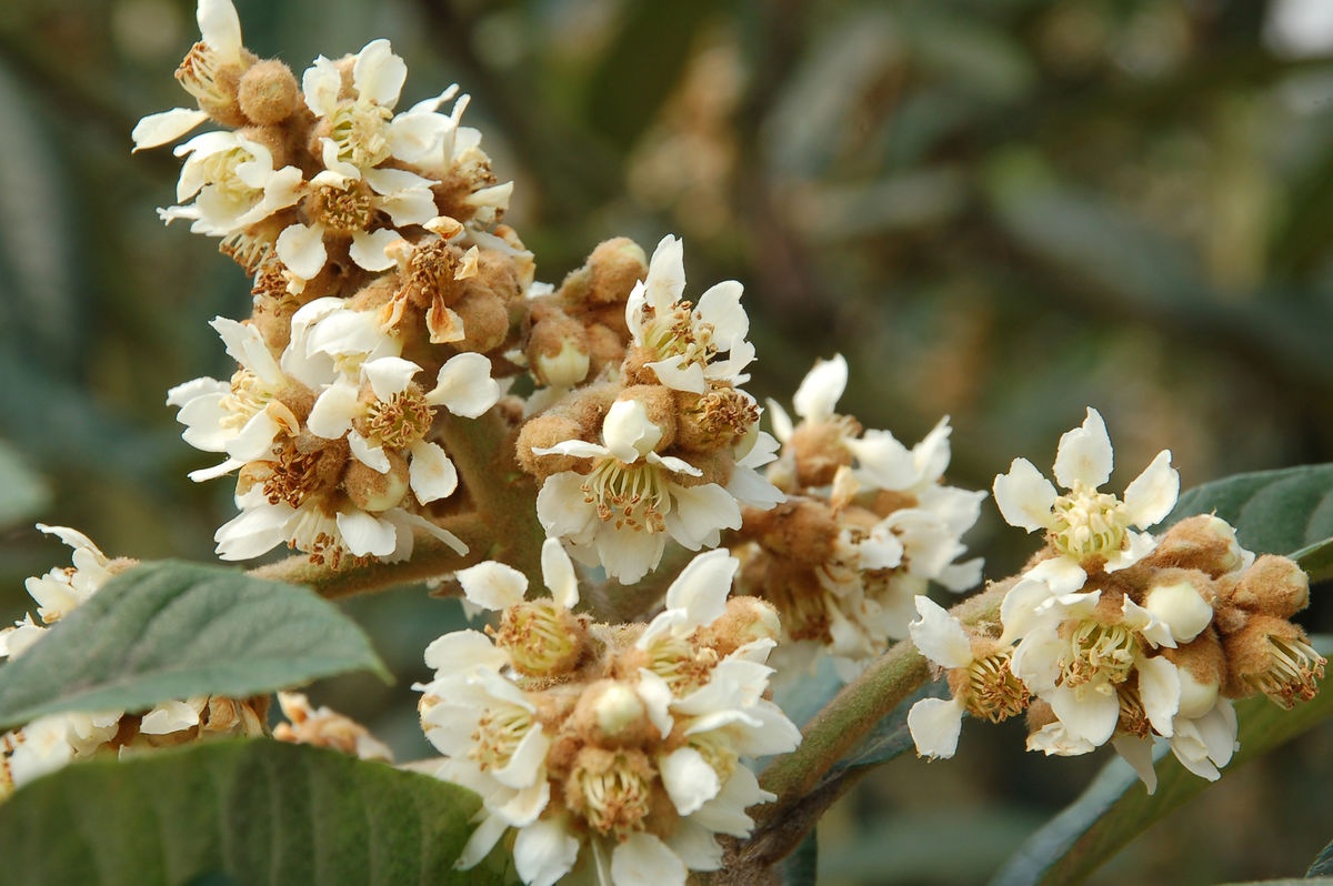 几禾花舍日签丨11月22日小雪枇杷花开