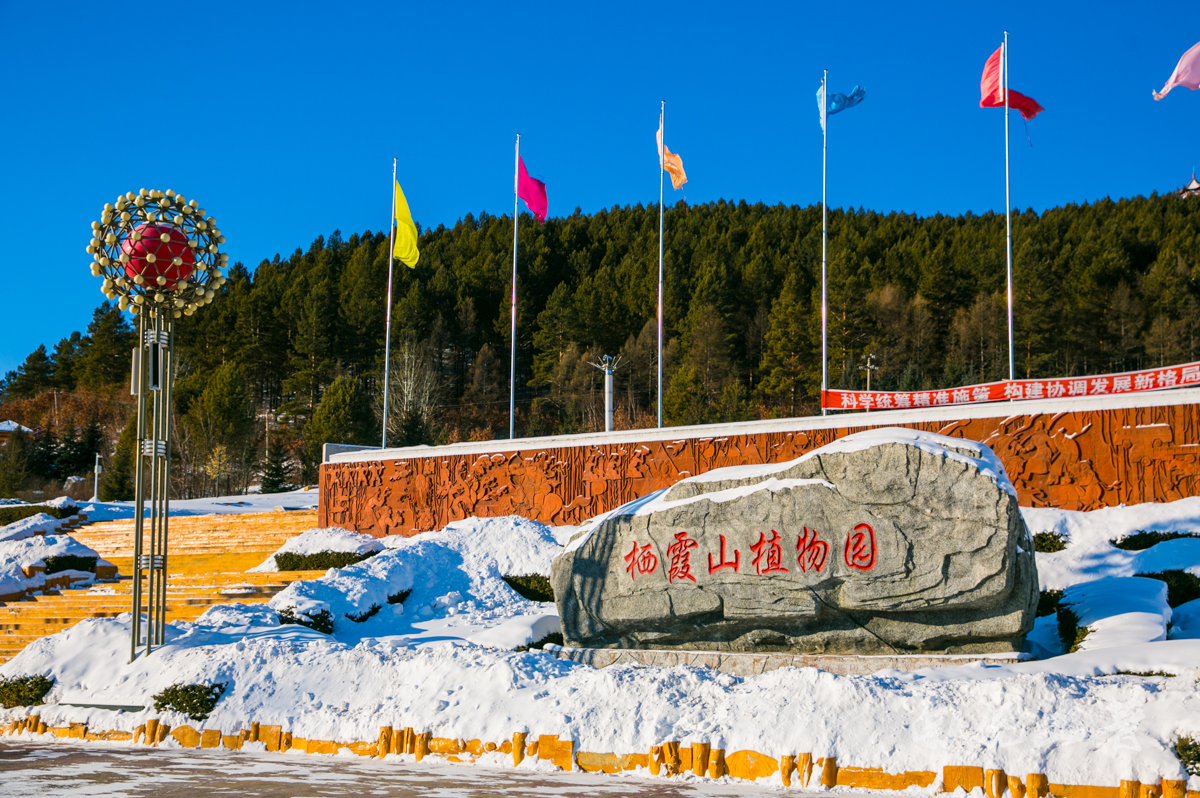 栖霞山|塔河县|樟子松_新浪新闻