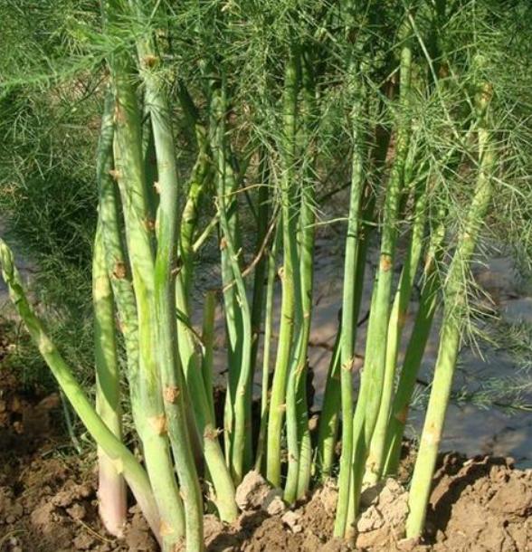 阳台盆栽芦笋的经验和小技巧,可以按照方法尝试一下哦,好处多