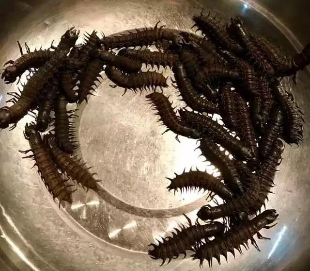 将活土鳖虫放在干净盆子里,饿上三五天,再放在清水里清洗浸泡,放点盐