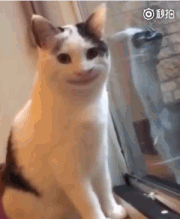 假笑猫?这只猫的嘴巴总是微微上扬,实力演示尴尬不失礼貌的微笑