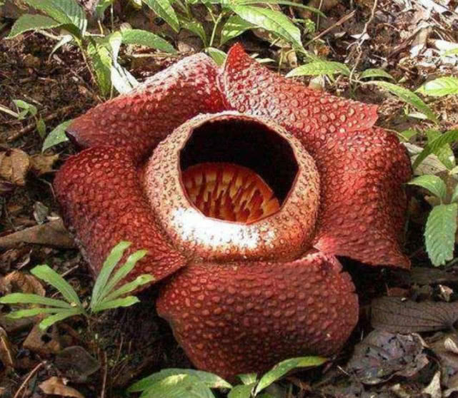 食人花真的会吃人吗?到底有没有流传的那么恐怖?__财经头条