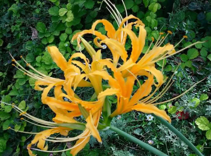 农村一种颜色鲜艳的野花,名叫"忽地笑",药用观赏价值俱佳